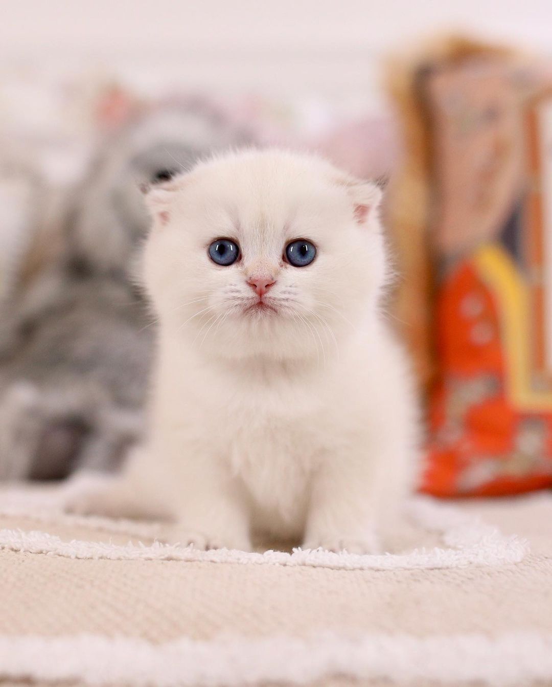 Scottish Fold Cats For Sale - Scottish Fold /British shorthair Cattery