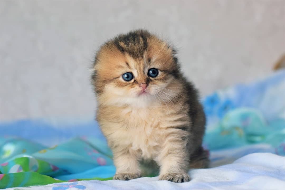 Scottish Fold Kittens For Sale - Scottish Fold /British shorthair Cattery